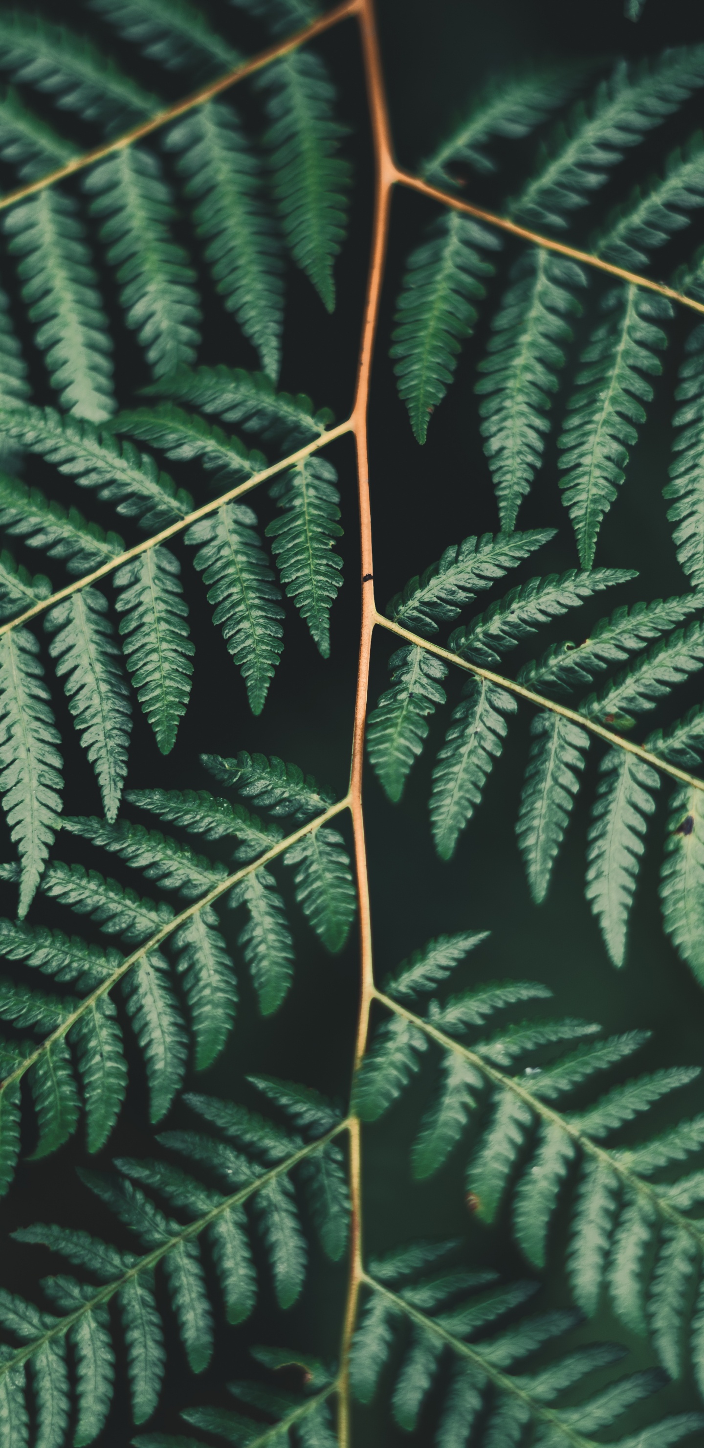 Leaf, Fern, Terrestrial Plant, Vegetation, Ferns and Horsetails. Wallpaper in 1440x2960 Resolution