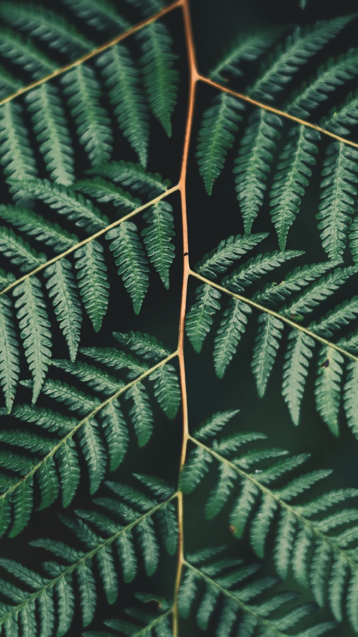 Leaf, Fern, Terrestrial Plant, Vegetation, Ferns and Horsetails. Wallpaper in 720x1280 Resolution