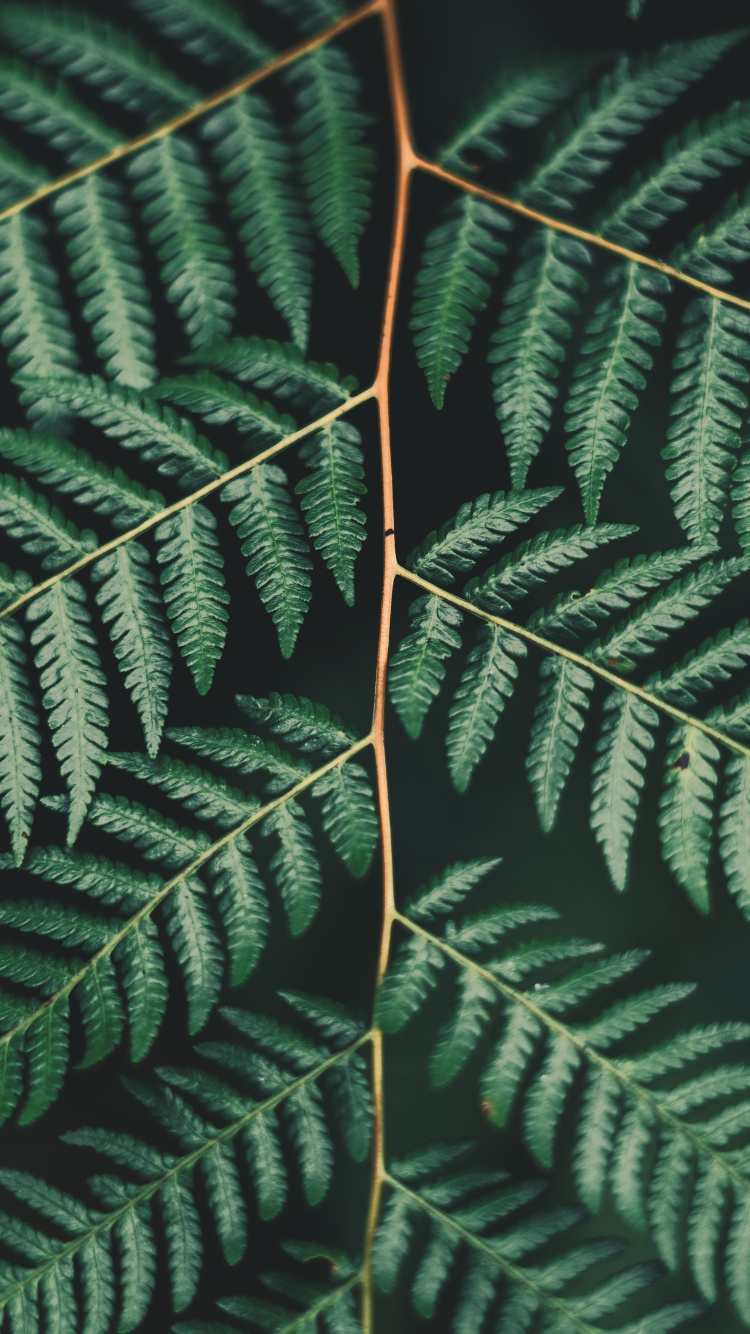 Leaf, Fern, Terrestrial Plant, Vegetation, Ferns and Horsetails. Wallpaper in 750x1334 Resolution