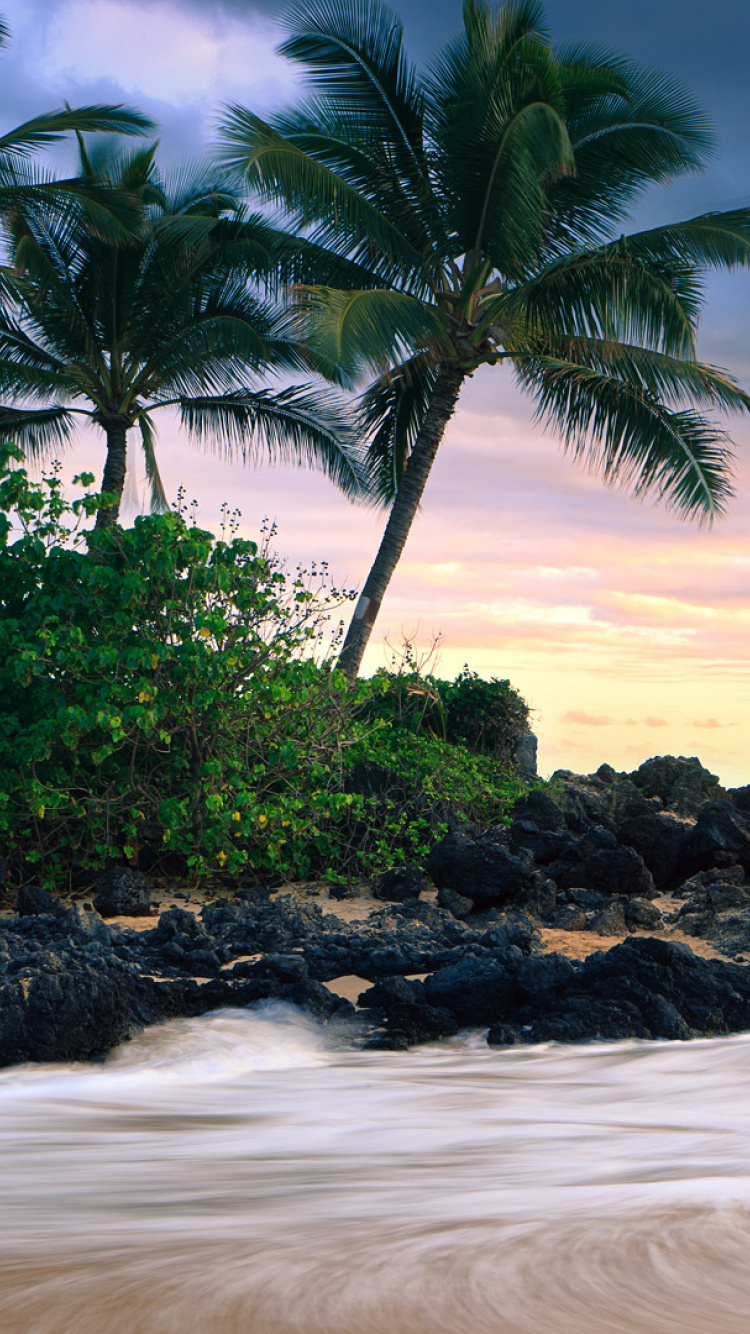 Green Palm Tree on White Sand Beach During Daytime. Wallpaper in 750x1334 Resolution
