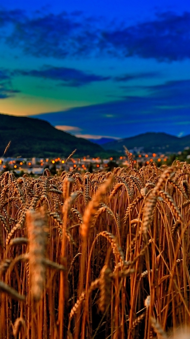 Braunes Weizenfeld Bei Sonnenuntergang. Wallpaper in 720x1280 Resolution