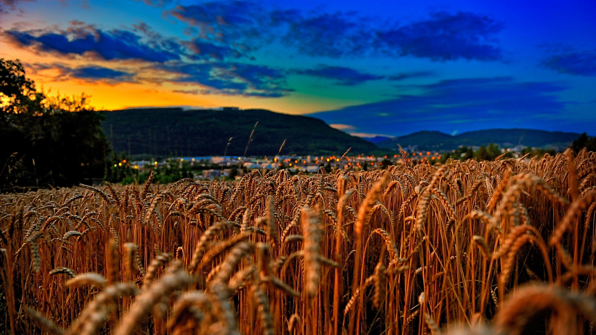 Brown Wheat Field During Sunset. Wallpaper in 1920x1080 Resolution
