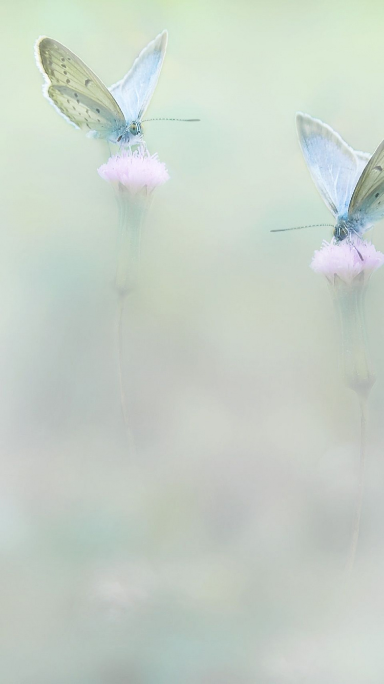 翼, Azure, 衣服, 礼服, 昆虫 壁纸 750x1334 允许