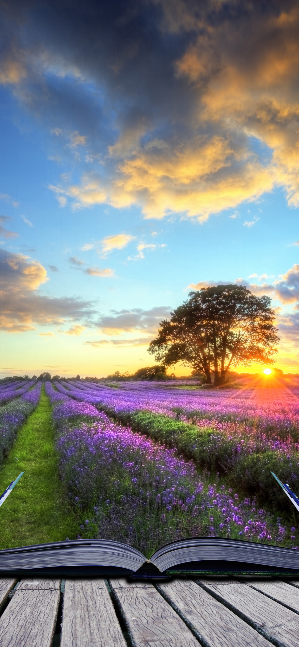 Hot Air Balloon, Balloon, Nature, Natural Landscape, Lavender. Wallpaper in 1242x2688 Resolution