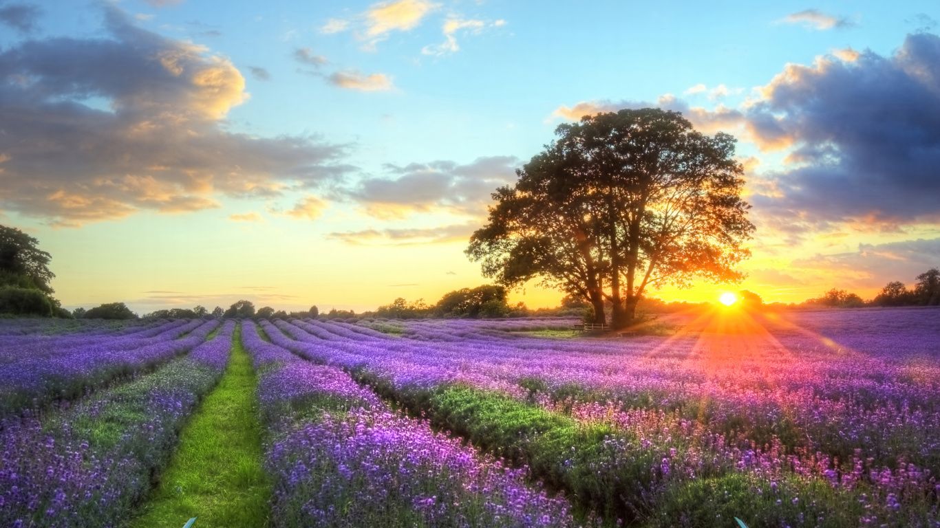 Hot Air Balloon, Balloon, Nature, Natural Landscape, Lavender. Wallpaper in 1366x768 Resolution