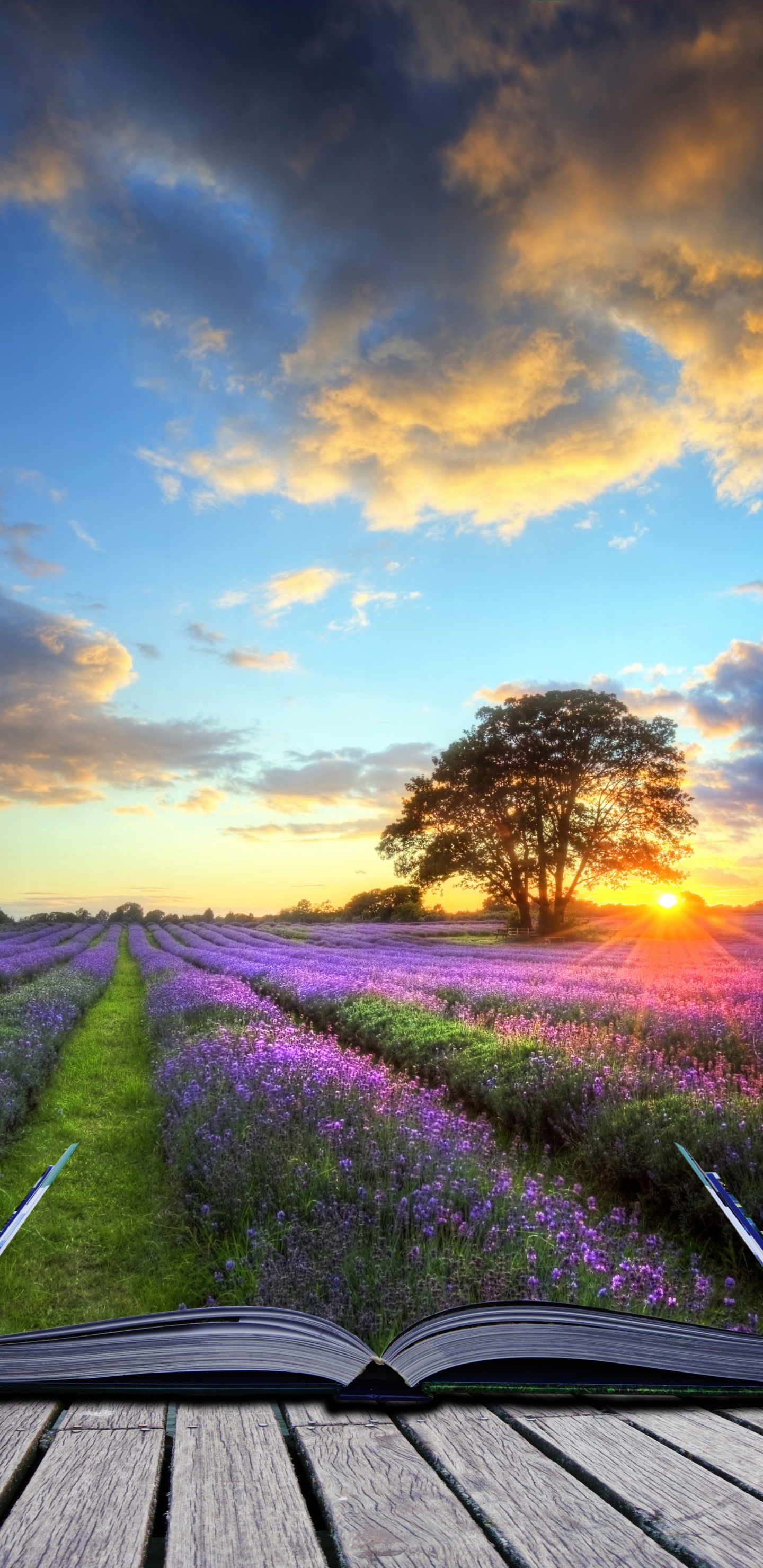 Hot Air Balloon, Balloon, Nature, Natural Landscape, Lavender. Wallpaper in 1440x2960 Resolution