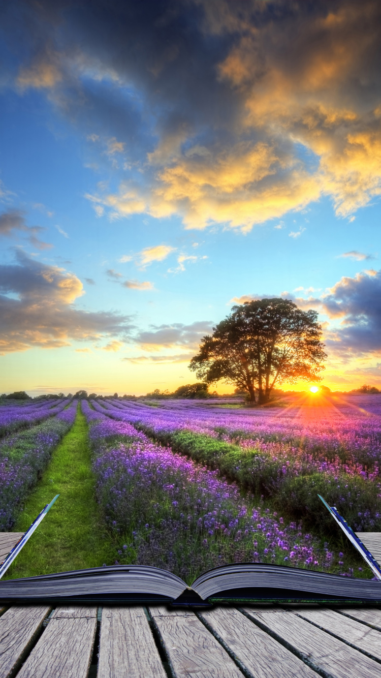 Globo de Aire Caliente, Globo, Naturaleza, Paisaje Natural, Lavanda. Wallpaper in 750x1334 Resolution