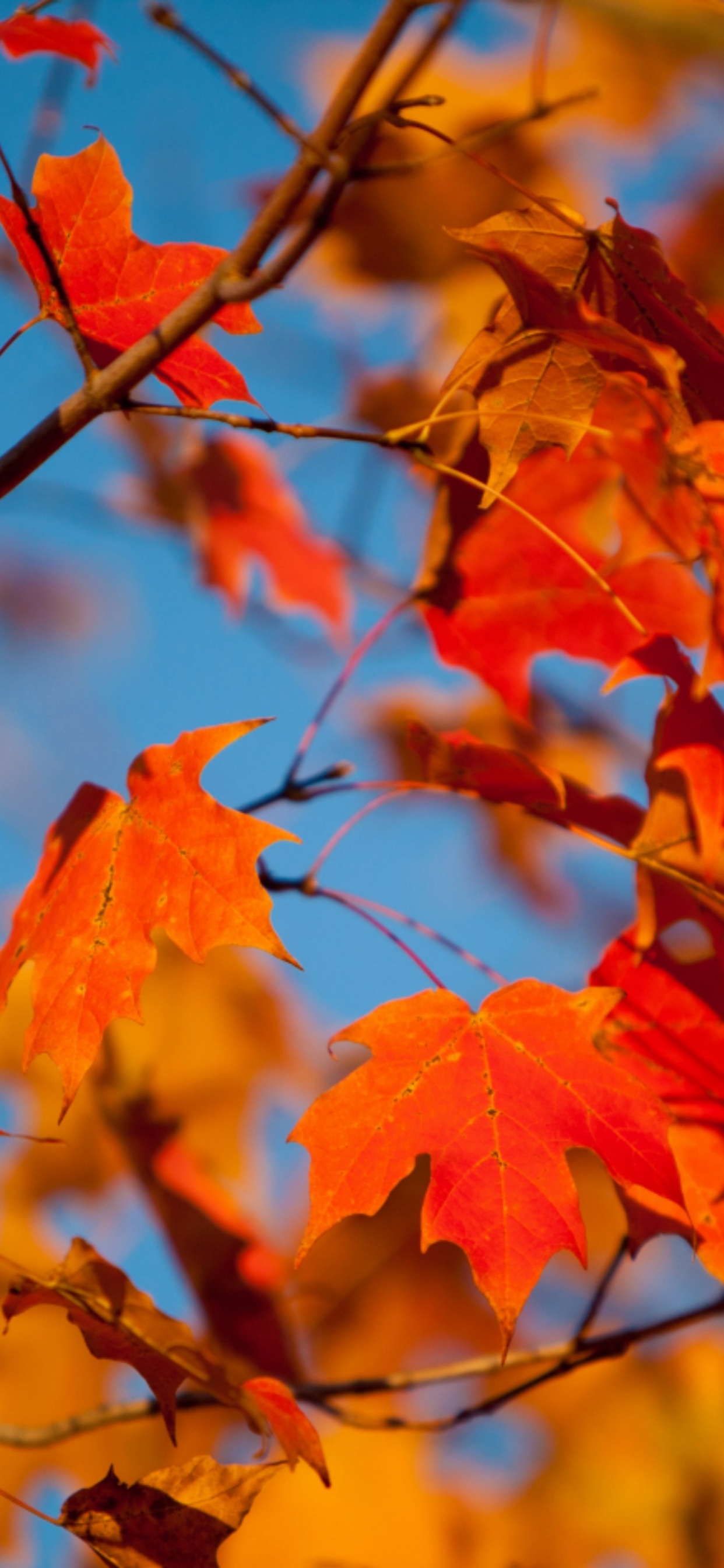 Download 1242x2688 Wallpaper Autumn Leaves, Autumn, Autumn Leaf Color, Leaf, Branch Autumn Leaves, Autumn, Autumn Leaf Color, Leaf, Branch. Wallpaper in 1242x2688 Resolution