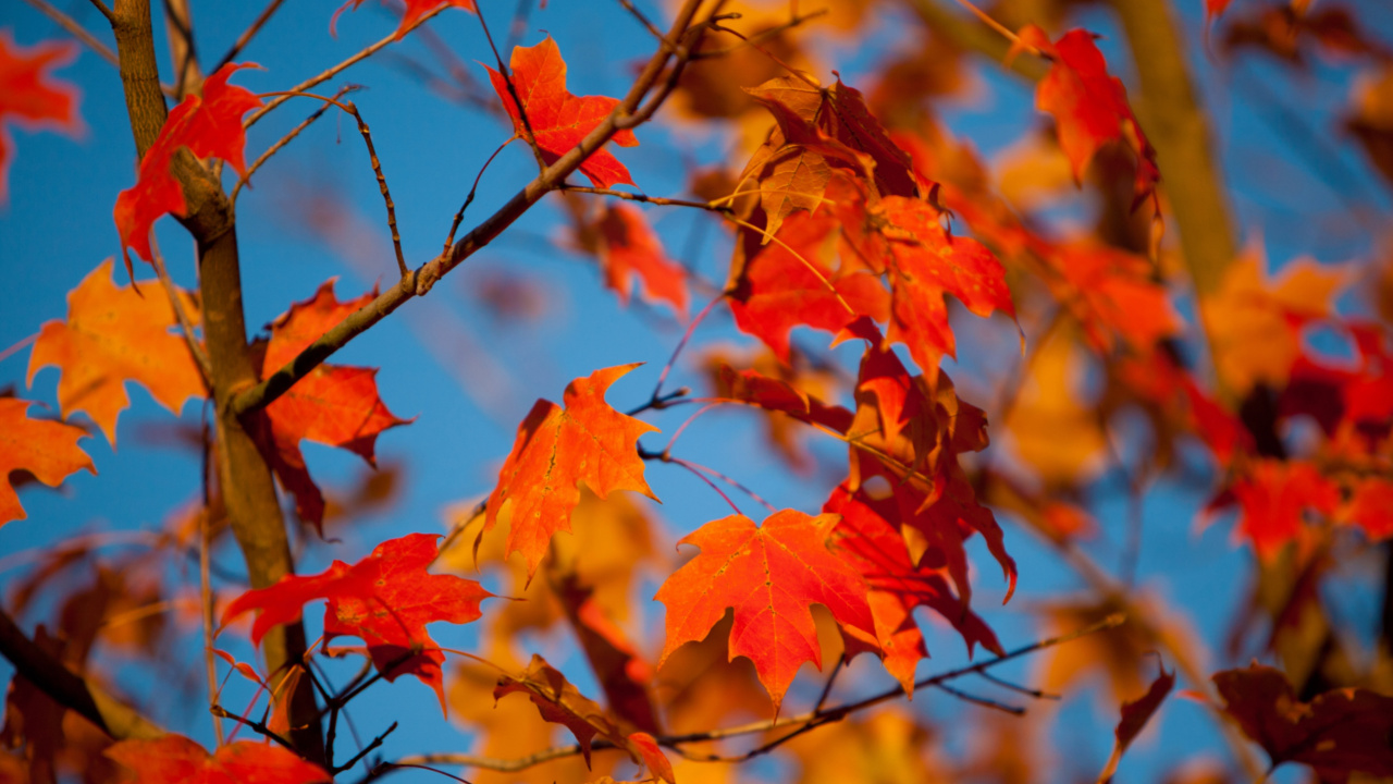 Download 1280x720 Wallpaper Autumn Leaves, Autumn, Autumn Leaf Color, Leaf, Branch Autumn Leaves, Autumn, Autumn Leaf Color, Leaf, Branch. Wallpaper in 1280x720 Resolution