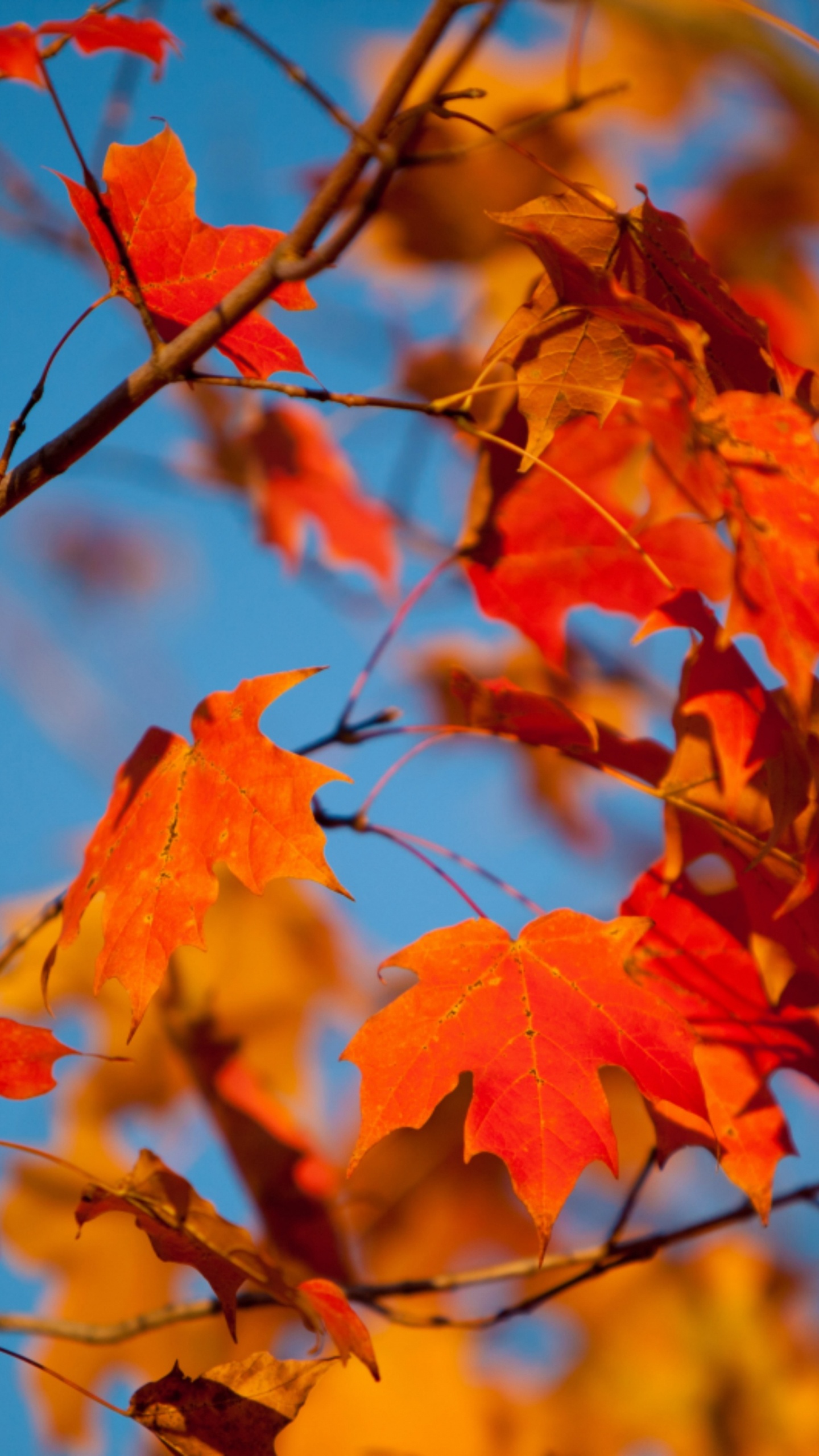 Download 1440x2560 Wallpaper Autumn Leaves, Autumn, Autumn Leaf Color, Leaf, Branch Autumn Leaves, Autumn, Autumn Leaf Color, Leaf, Branch. Wallpaper in 1440x2560 Resolution