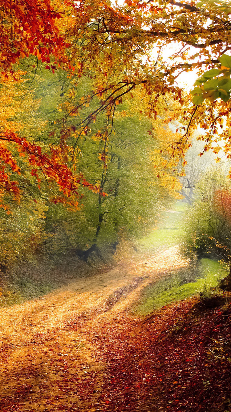 Braune Und Grüne Bäume Auf Braunem Feldweg. Wallpaper in 750x1334 Resolution