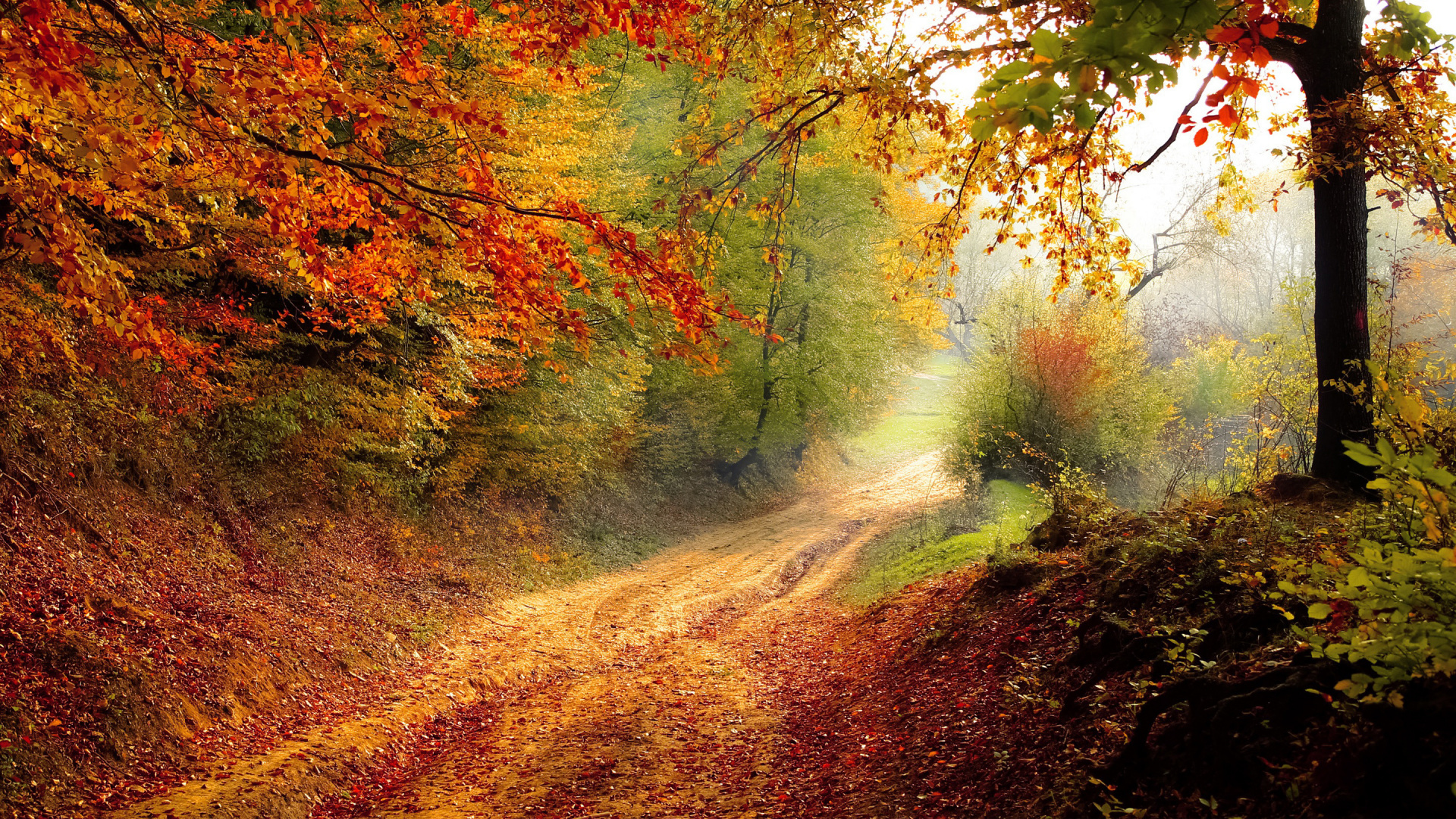 Arbres Bruns et Verts Sur un Chemin de Terre Brun. Wallpaper in 1920x1080 Resolution