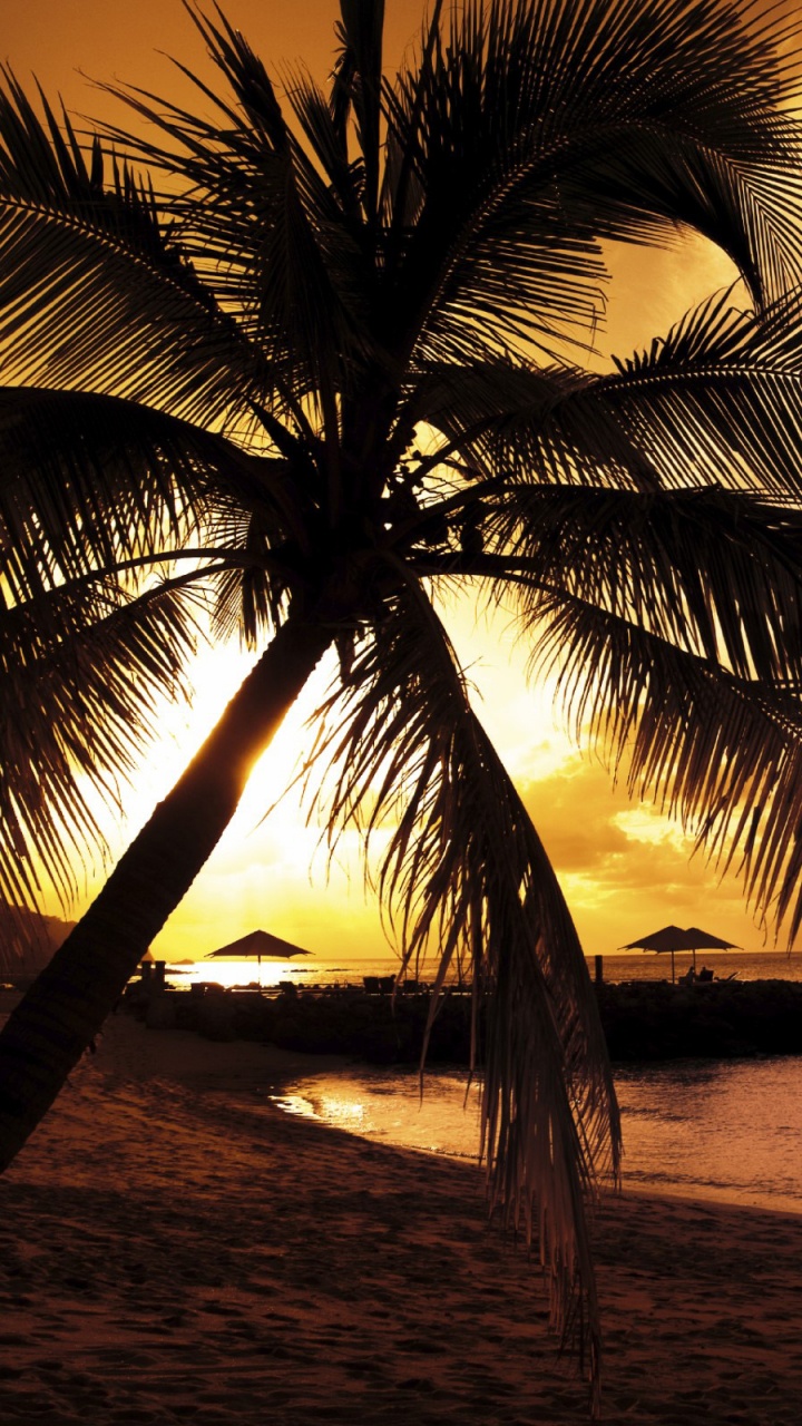 Palmera en la Orilla de la Playa Durante la Puesta de Sol. Wallpaper in 720x1280 Resolution