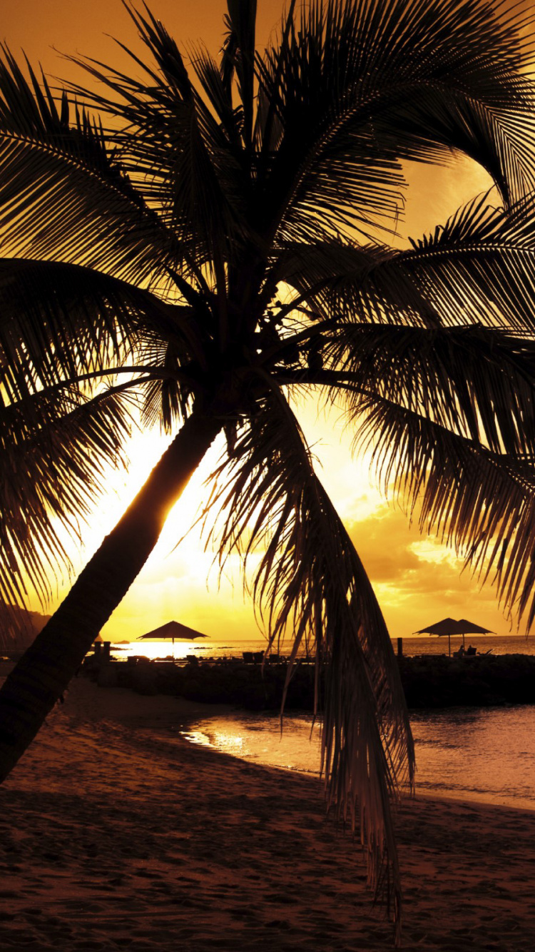 Palmier Sur la Plage au Coucher du Soleil. Wallpaper in 750x1334 Resolution