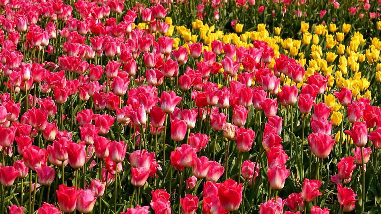 Red and Yellow Flower Field. Wallpaper in 1280x720 Resolution