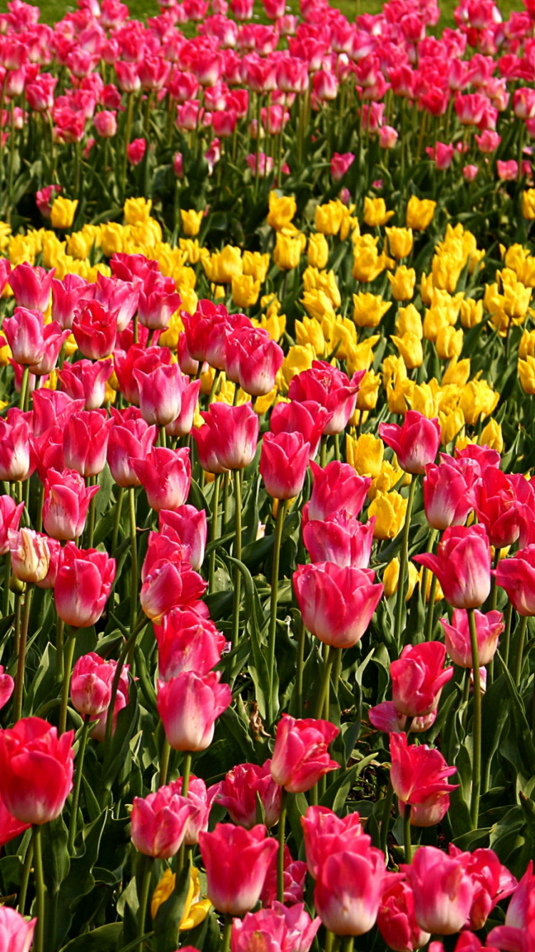 Champ de Fleurs Rouges et Jaunes. Wallpaper in 750x1334 Resolution