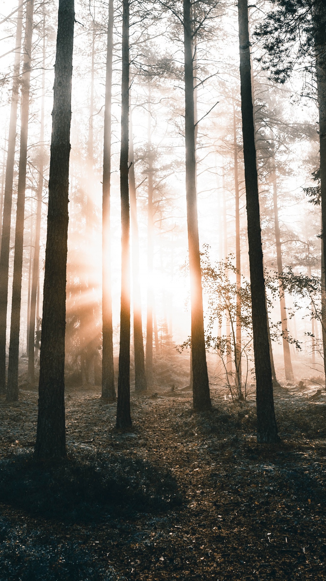 Nature, Tree, Forest, Natural Environment, Natural Landscape. Wallpaper in 1080x1920 Resolution