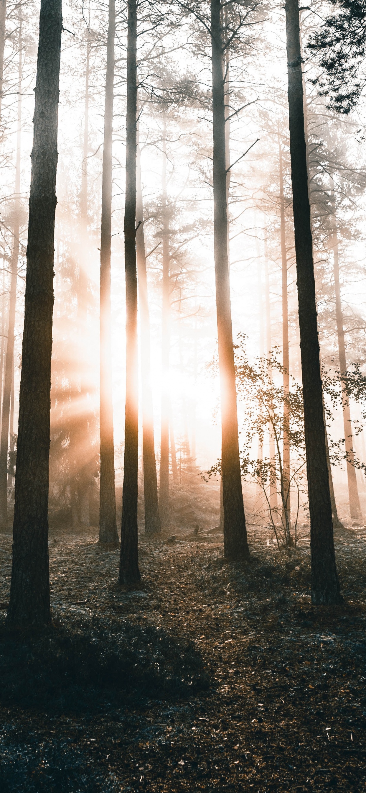 Nature, Tree, Forest, Natural Environment, Natural Landscape. Wallpaper in 1242x2688 Resolution