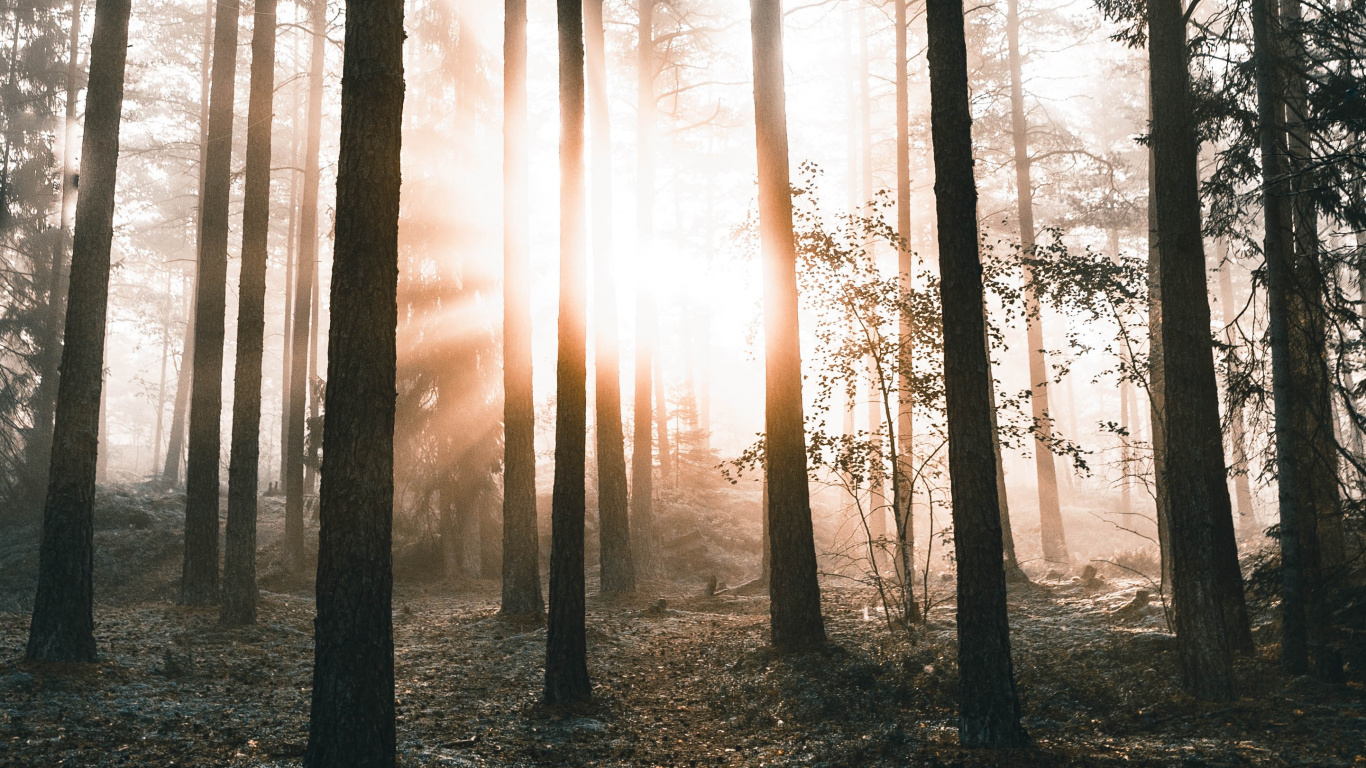 Nature, Tree, Forest, Natural Environment, Natural Landscape. Wallpaper in 1366x768 Resolution