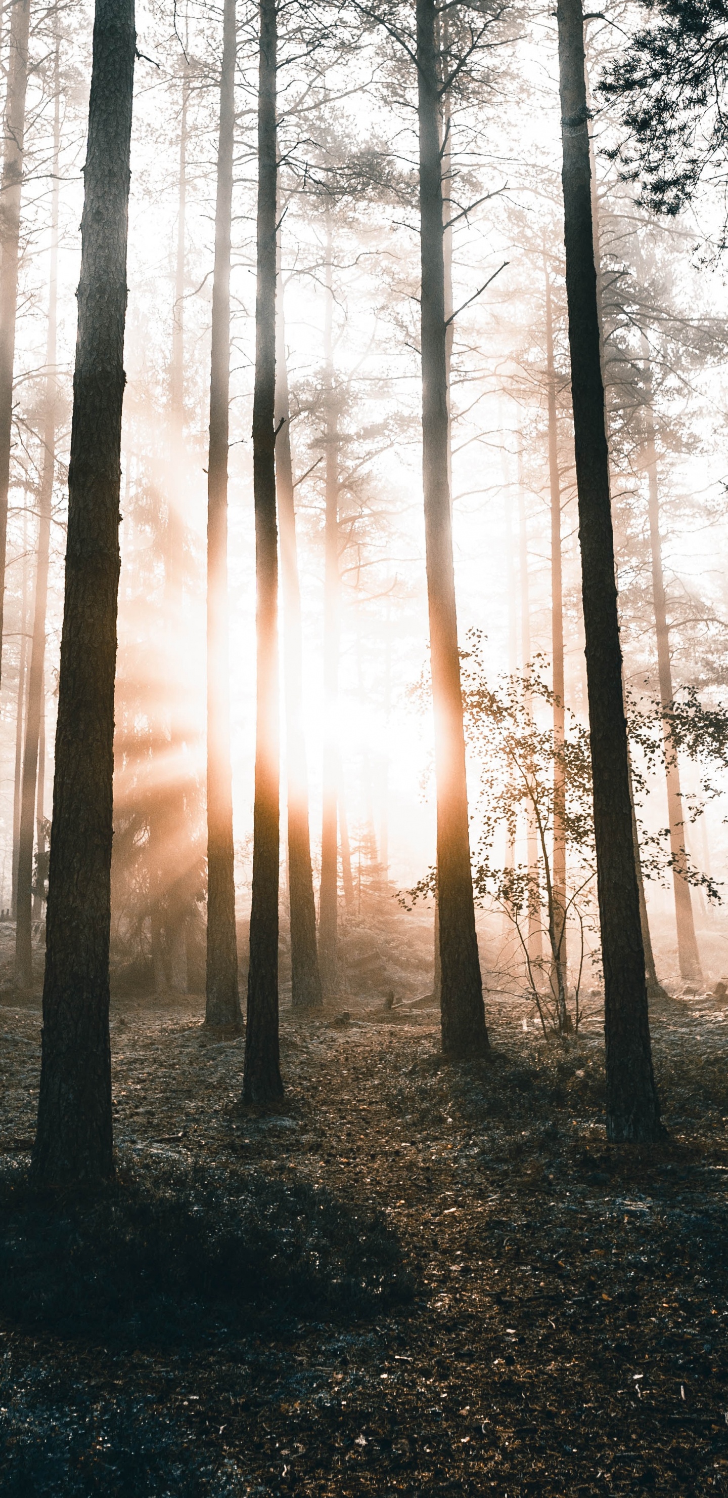 Nature, Tree, Forest, Natural Environment, Natural Landscape. Wallpaper in 1440x2960 Resolution