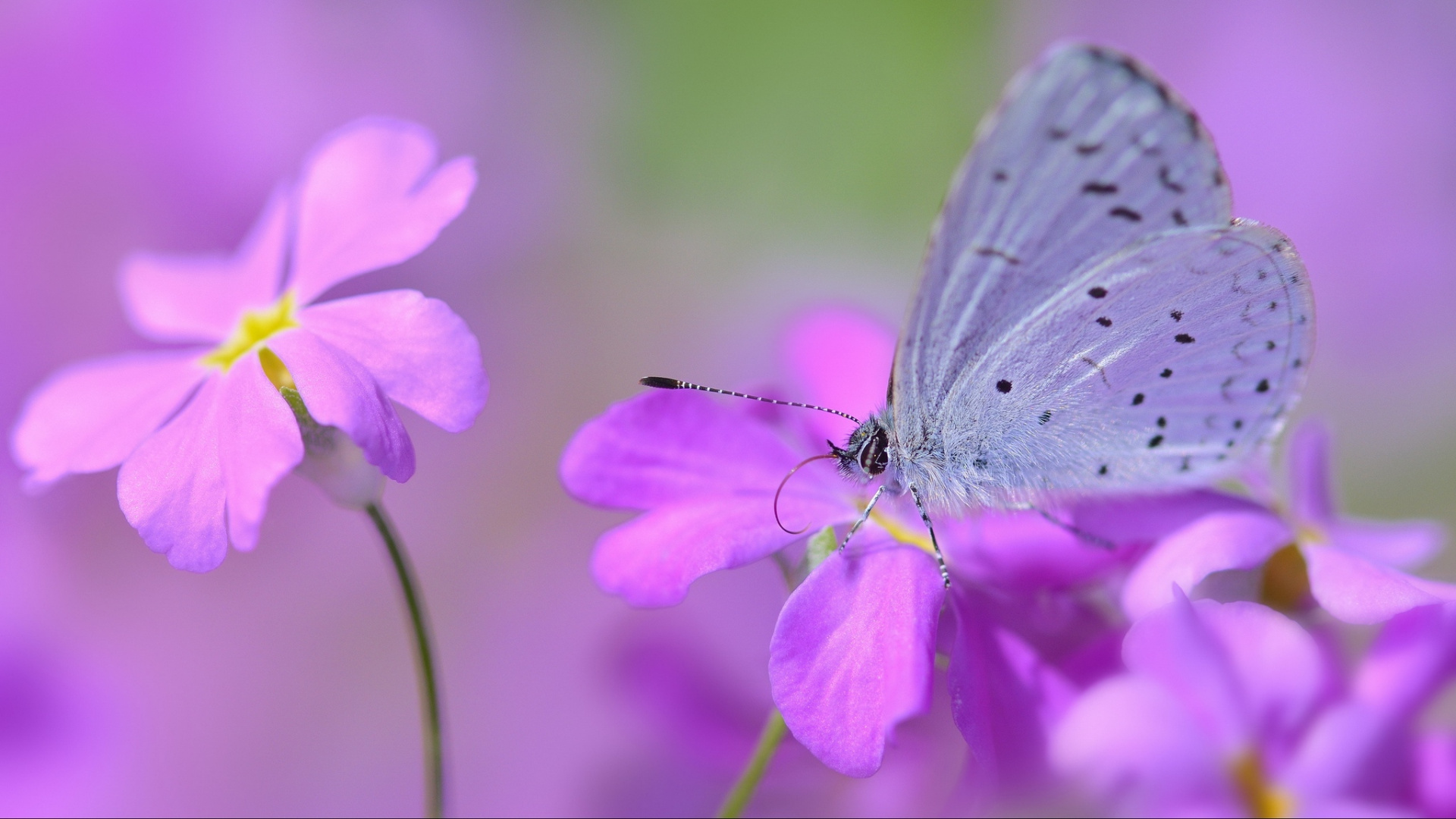 Grauer Und Weißer Schmetterling Thront Auf Lila Blume in Nahaufnahme Während Des Tages. Wallpaper in 1920x1080 Resolution