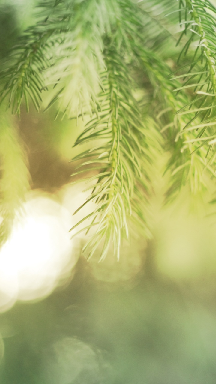 Planta de Hoja Verde en Fotografía de Cerca. Wallpaper in 720x1280 Resolution