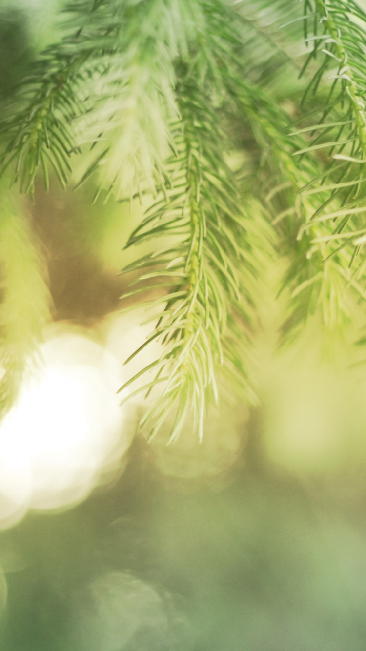 Planta de Hoja Verde en Fotografía de Cerca. Wallpaper in 750x1334 Resolution