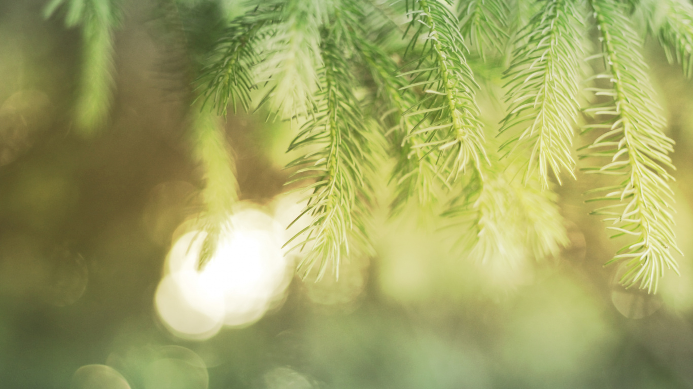 Green Leaf Plant in Close up Photography. Wallpaper in 1366x768 Resolution