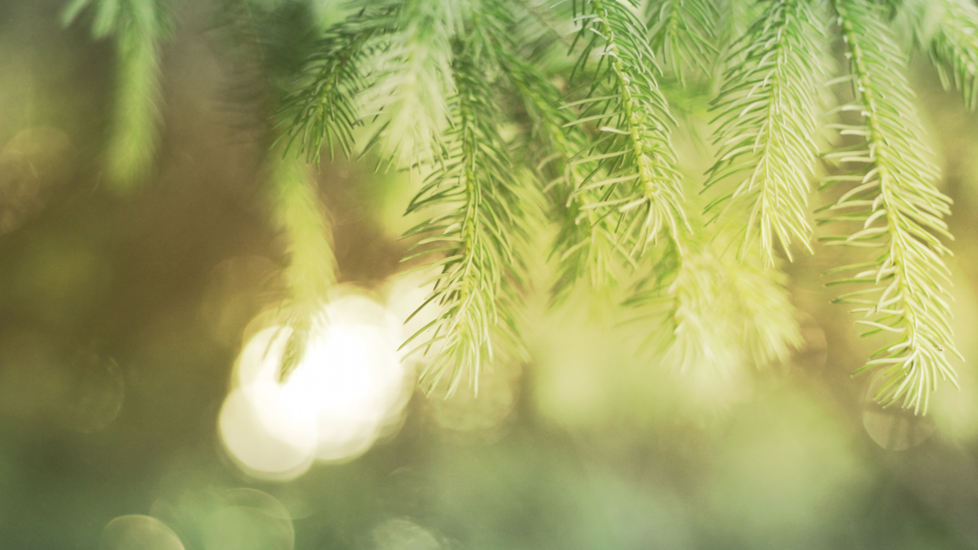 植被, 阳光, 草, 针, Fir 壁纸 1920x1080 允许