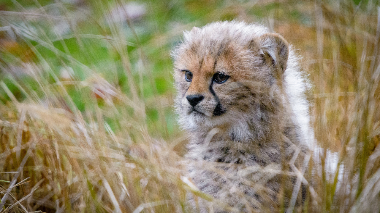 Guépard Brun et Noir Sur L'herbe Verte Pendant la Journée. Wallpaper in 1280x720 Resolution