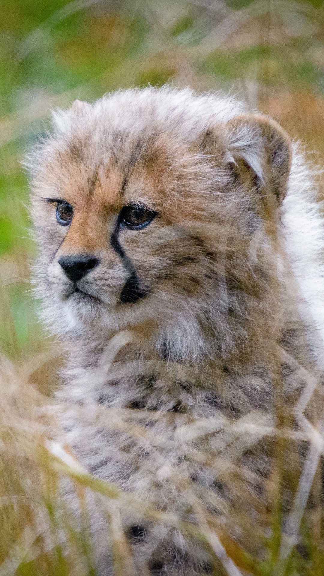 Brown and Black Cheetah on Green Grass During Daytime. Wallpaper in 1080x1920 Resolution