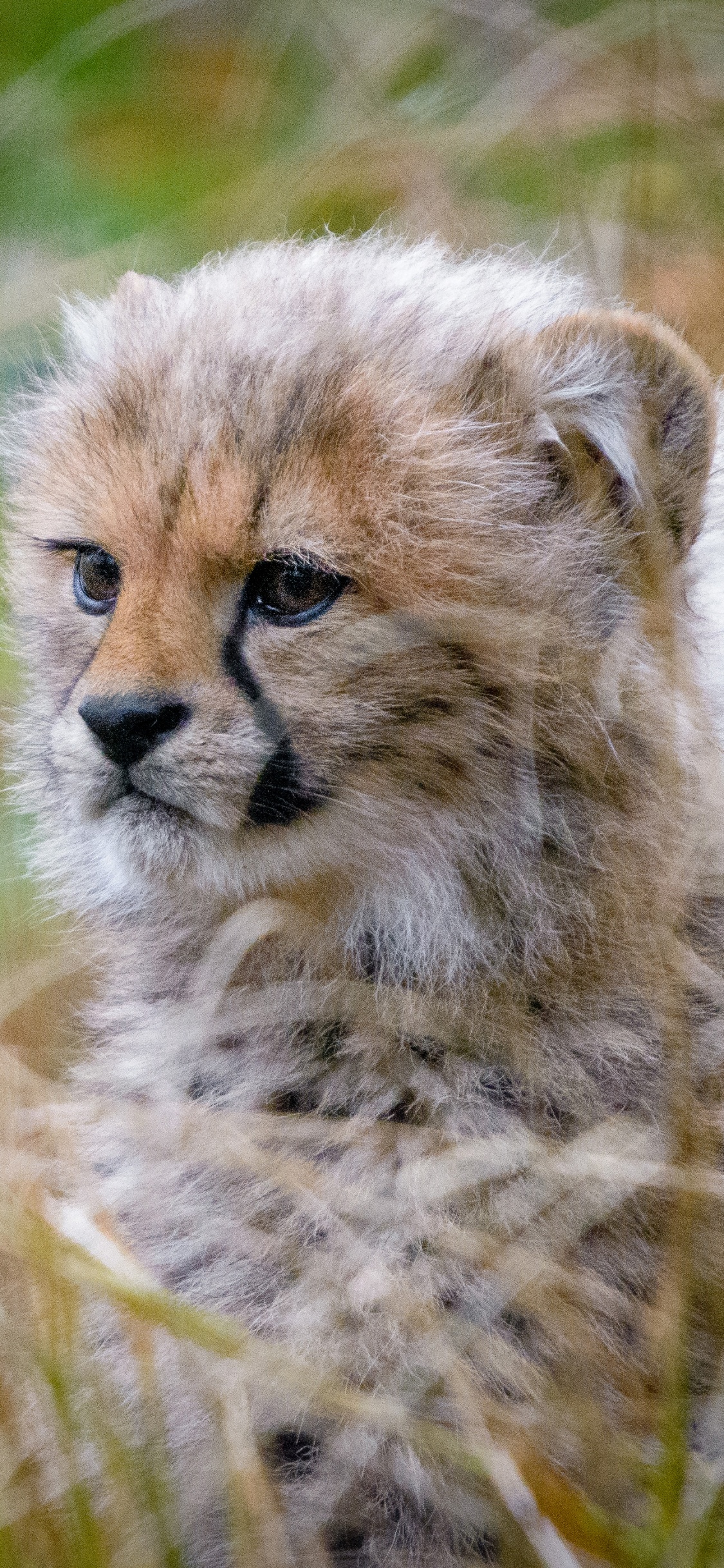 Brown and Black Cheetah on Green Grass During Daytime. Wallpaper in 1125x2436 Resolution