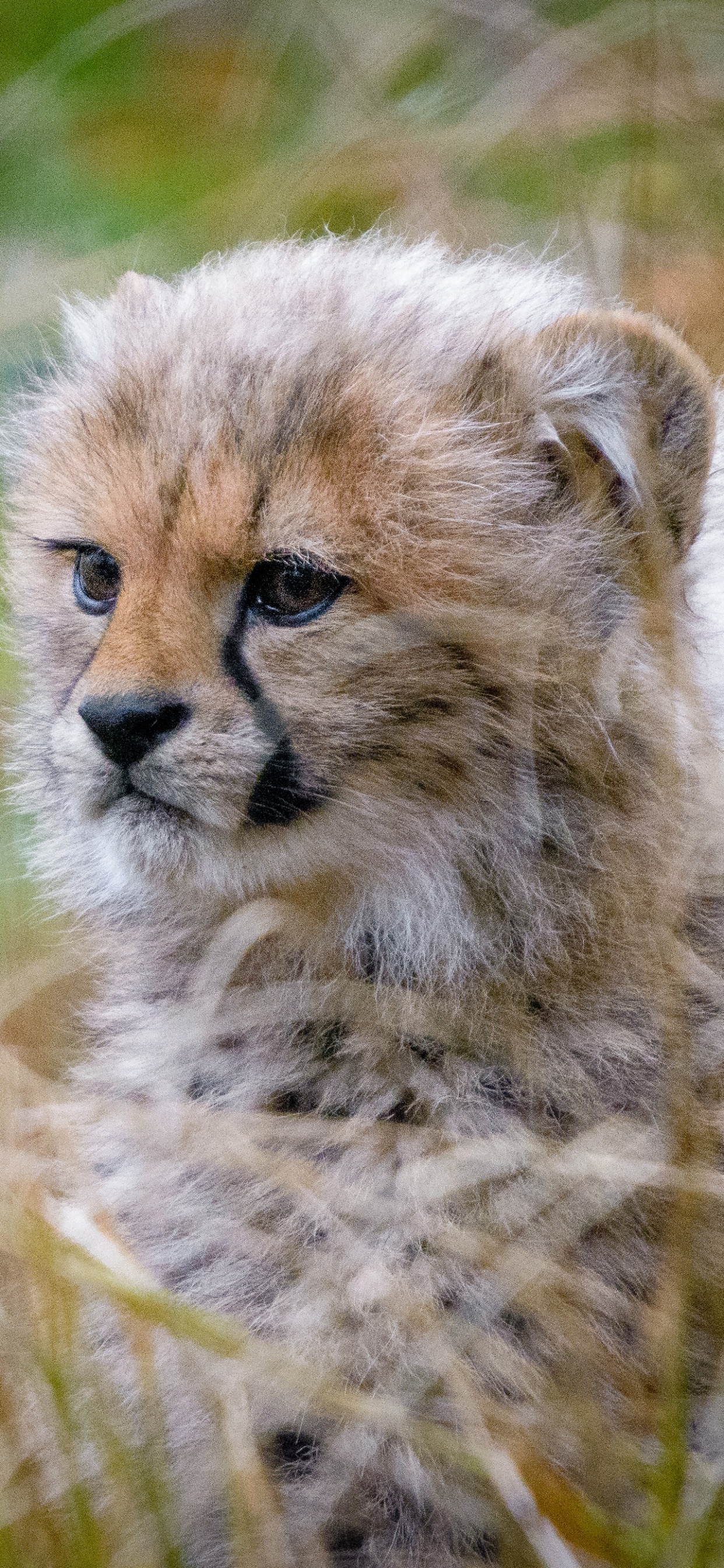 Brown and Black Cheetah on Green Grass During Daytime. Wallpaper in 1242x2688 Resolution