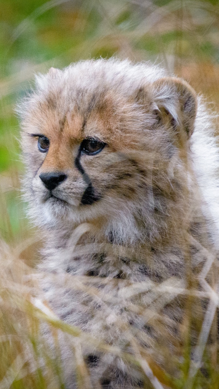 Brown and Black Cheetah on Green Grass During Daytime. Wallpaper in 720x1280 Resolution