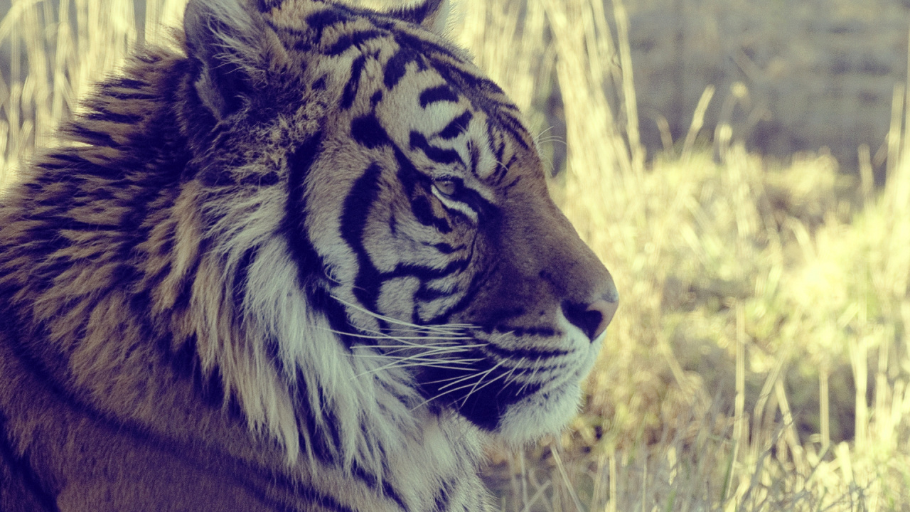 Tigre Allongé Sur L'herbe Verte Pendant la Journée. Wallpaper in 1280x720 Resolution