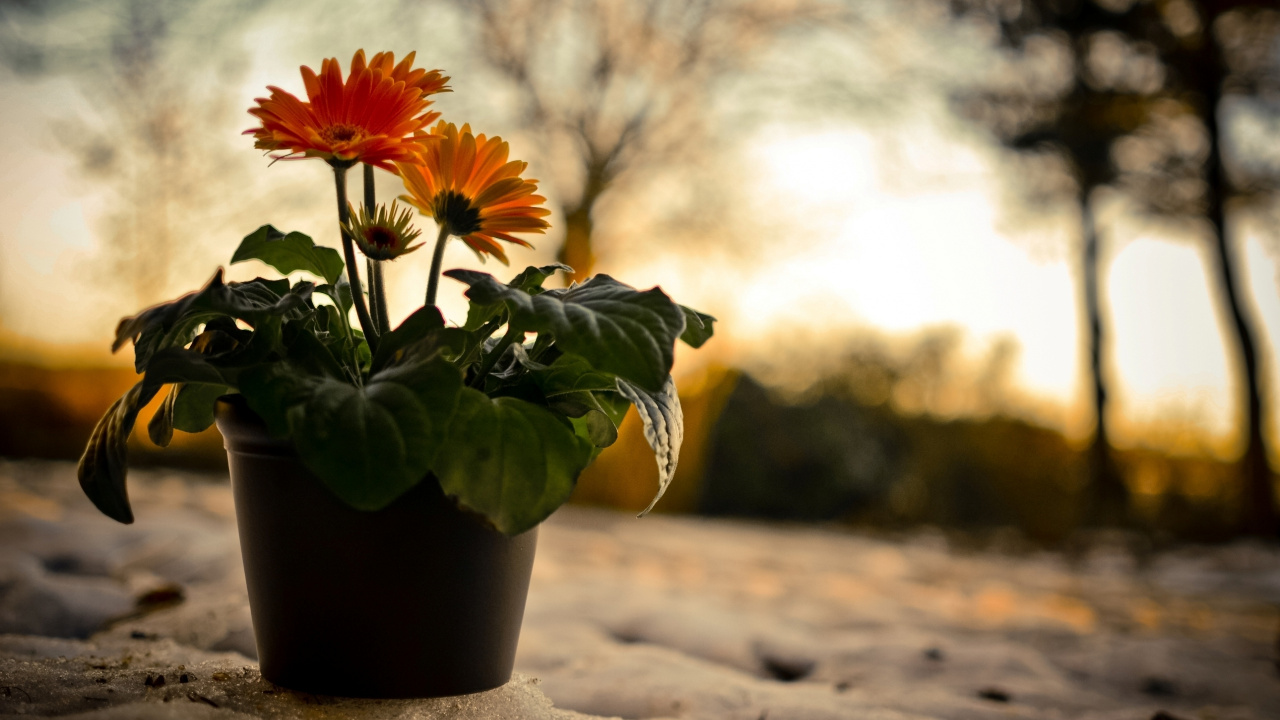 Yellow and Green Flower in Black Pot on Brown Sand During Daytime. Wallpaper in 1280x720 Resolution