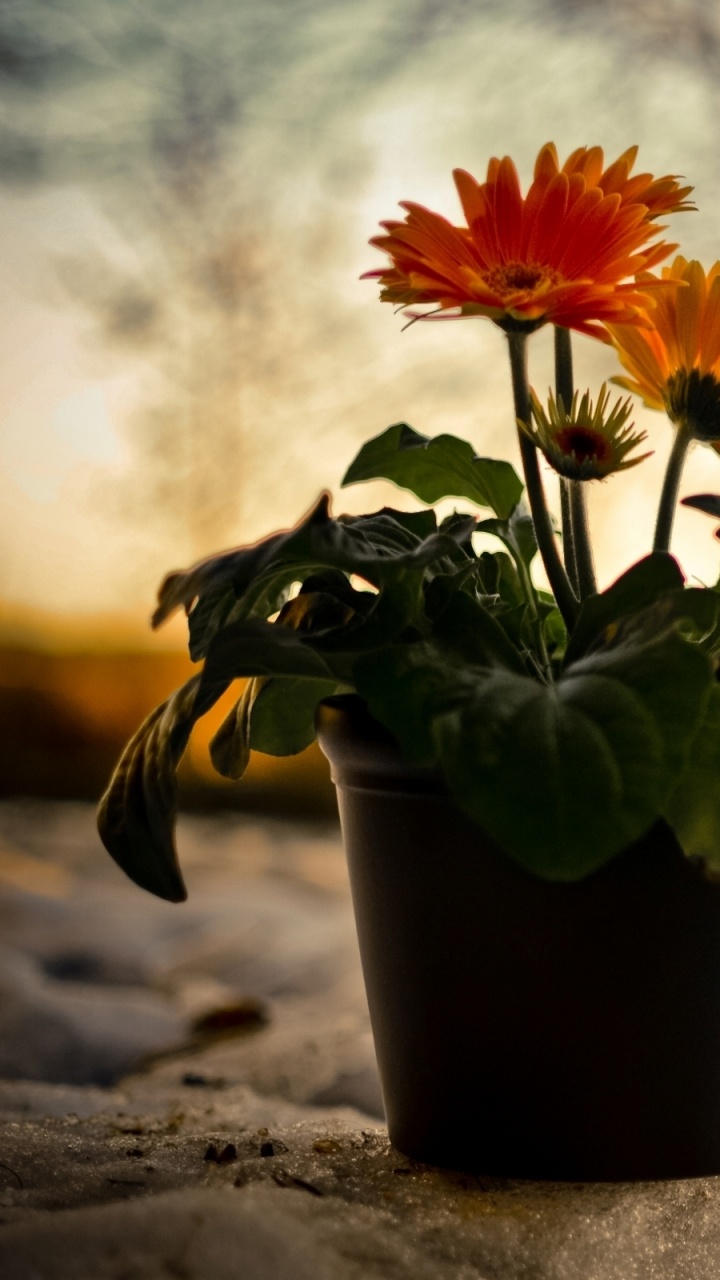 Yellow and Green Flower in Black Pot on Brown Sand During Daytime. Wallpaper in 720x1280 Resolution