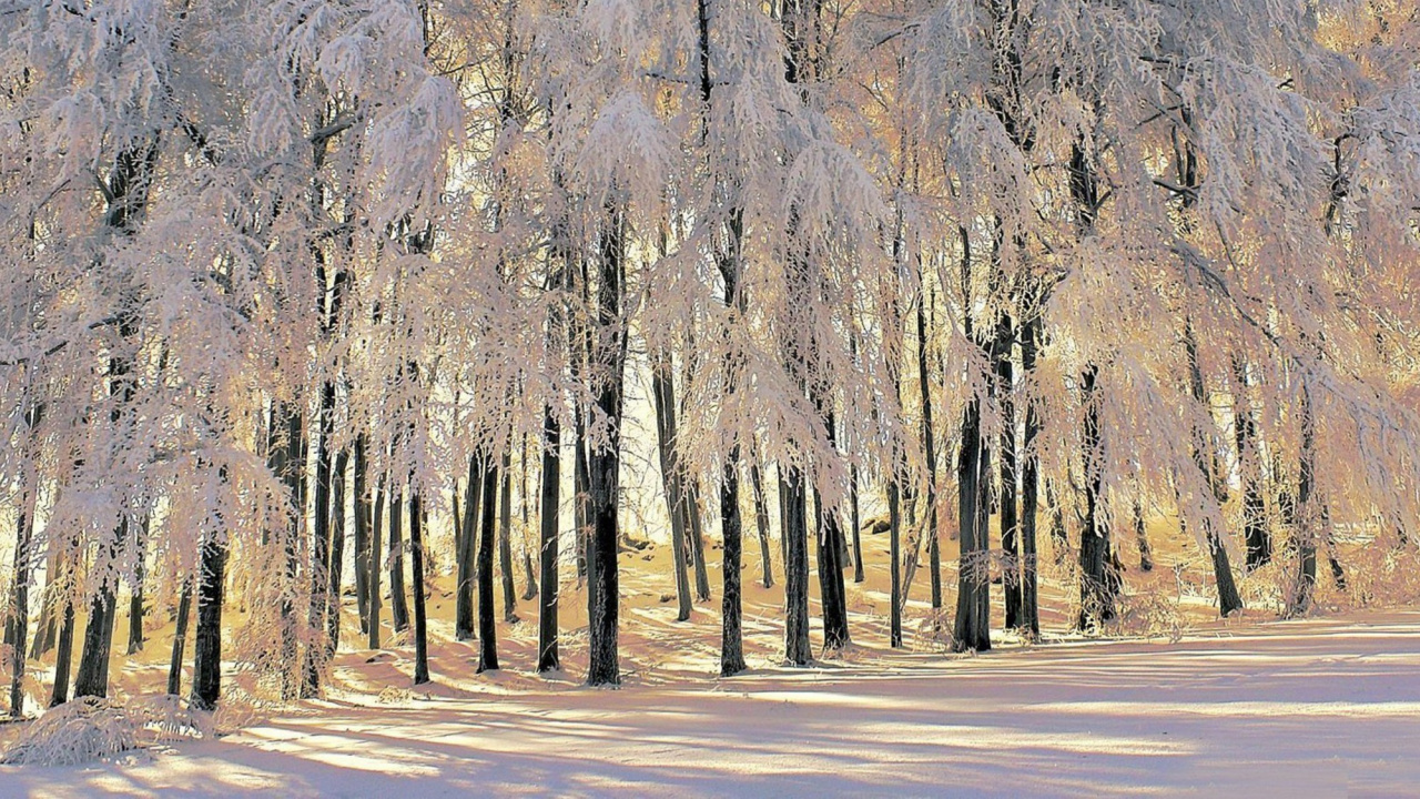 Árboles Marrones en la Carretera de Asfalto Gris Durante el Día. Wallpaper in 1280x720 Resolution