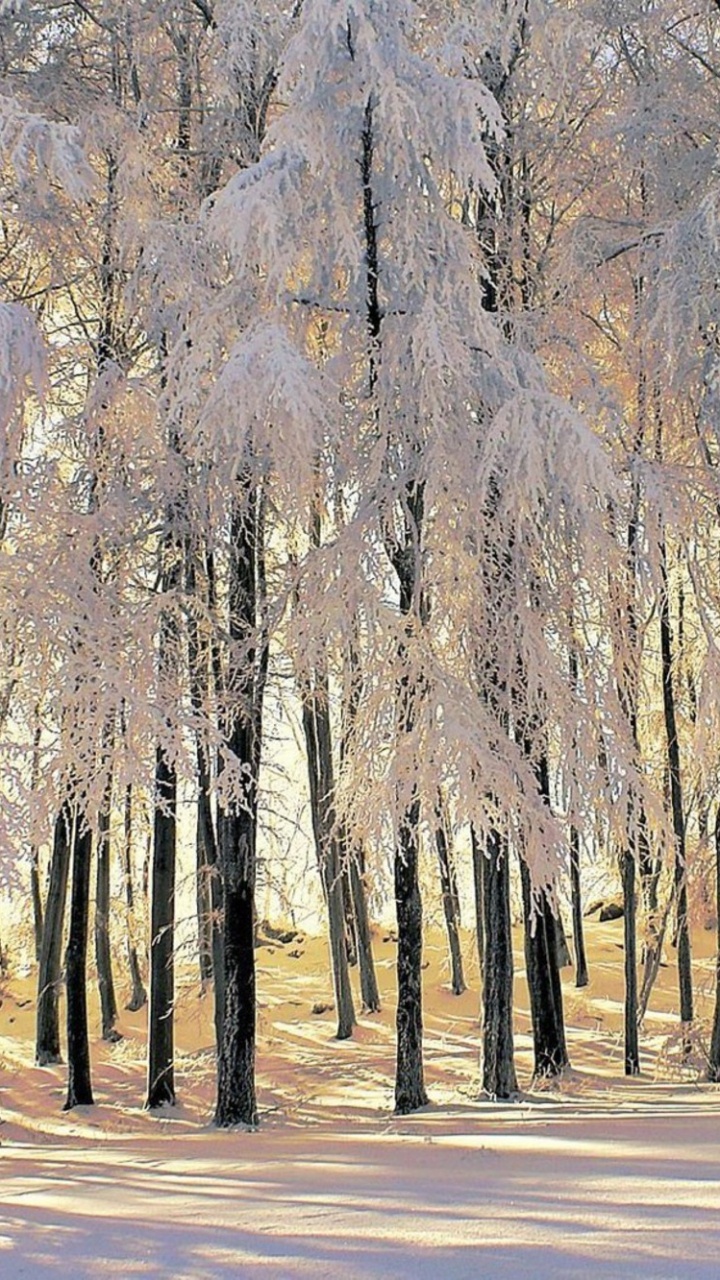 Arbres Bruns Sur Route Asphaltée Grise Pendant la Journée. Wallpaper in 720x1280 Resolution