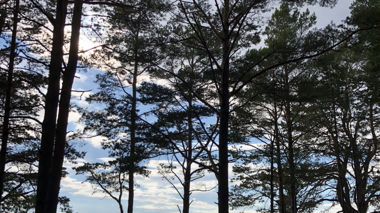 Templado de Coníferas Bosque, Cuerpo de Agua, Invierno, de Hoja Caduca, Naturaleza. Wallpaper in 1280x720 Resolution