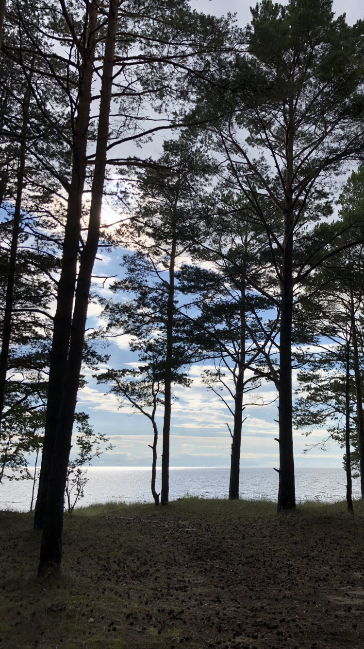 Templado de Coníferas Bosque, Cuerpo de Agua, Invierno, de Hoja Caduca, Naturaleza. Wallpaper in 750x1334 Resolution
