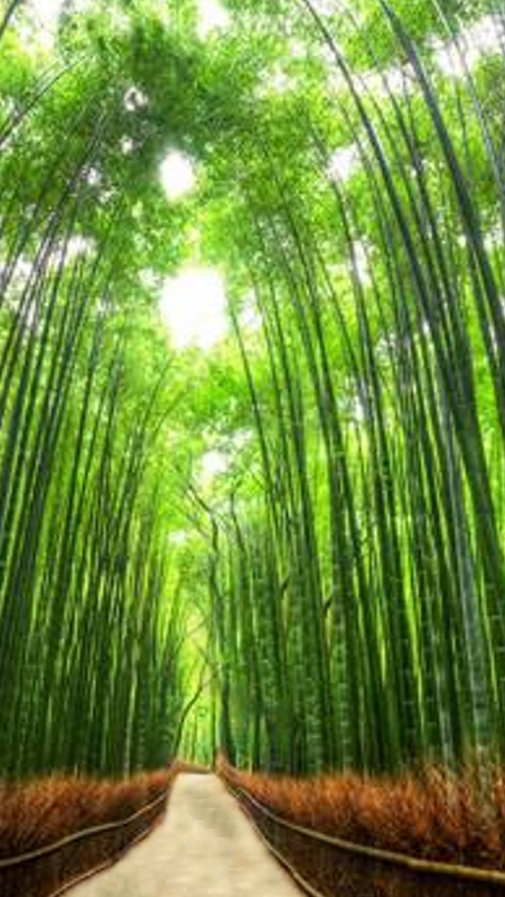 竹林, 森林, 植被, 草, 阳光 壁纸 720x1280 允许