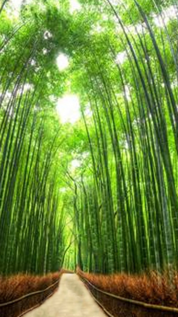 竹林, 森林, 植被, 草, 阳光 壁纸 750x1334 允许