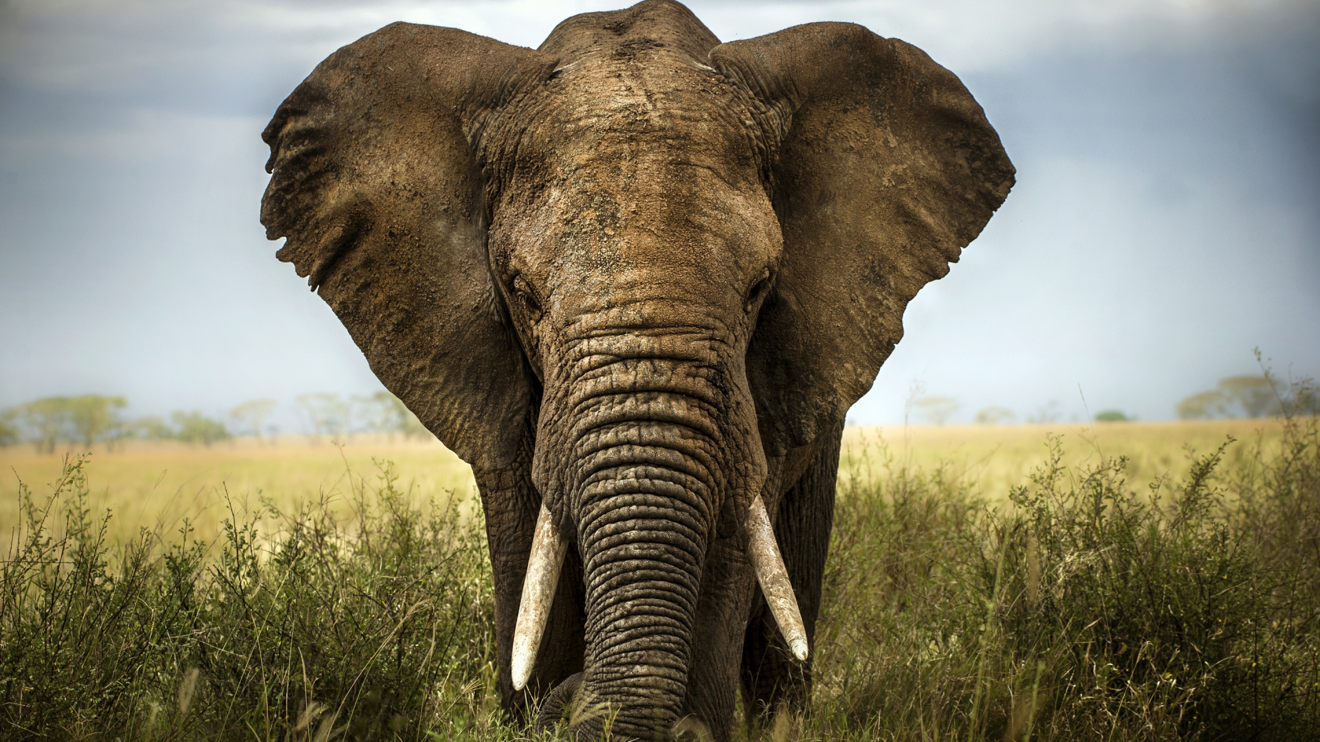Brown Elephant on Green Grass Field During Daytime. Wallpaper in 1920x1080 Resolution