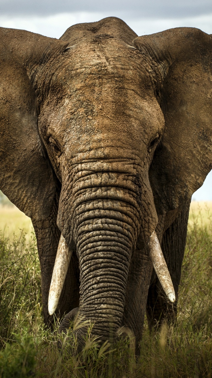 Brown Elephant on Green Grass Field During Daytime. Wallpaper in 720x1280 Resolution