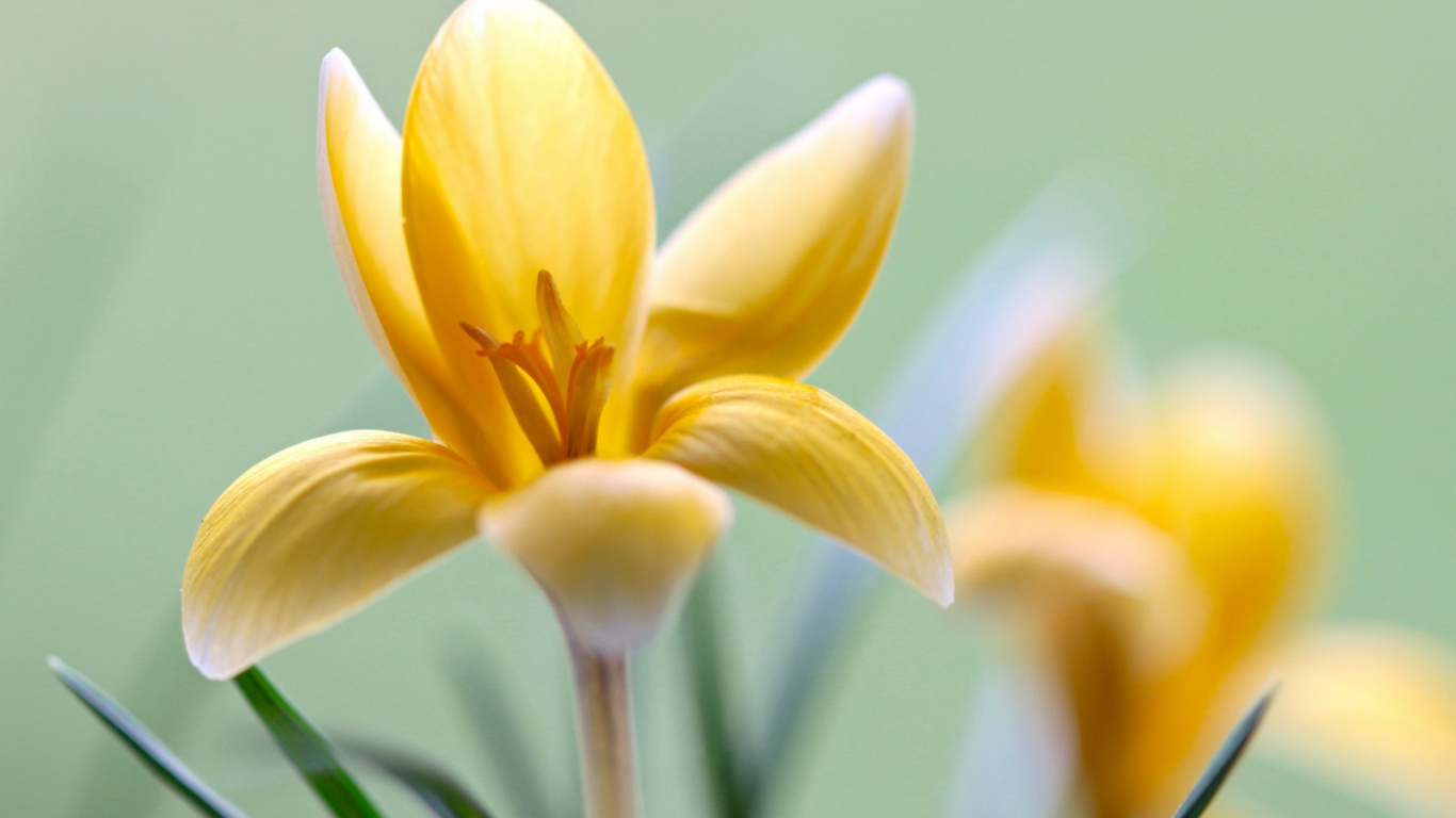 Flora, Flower, Flowering Plant, Plant, Petal. Wallpaper in 1366x768 Resolution