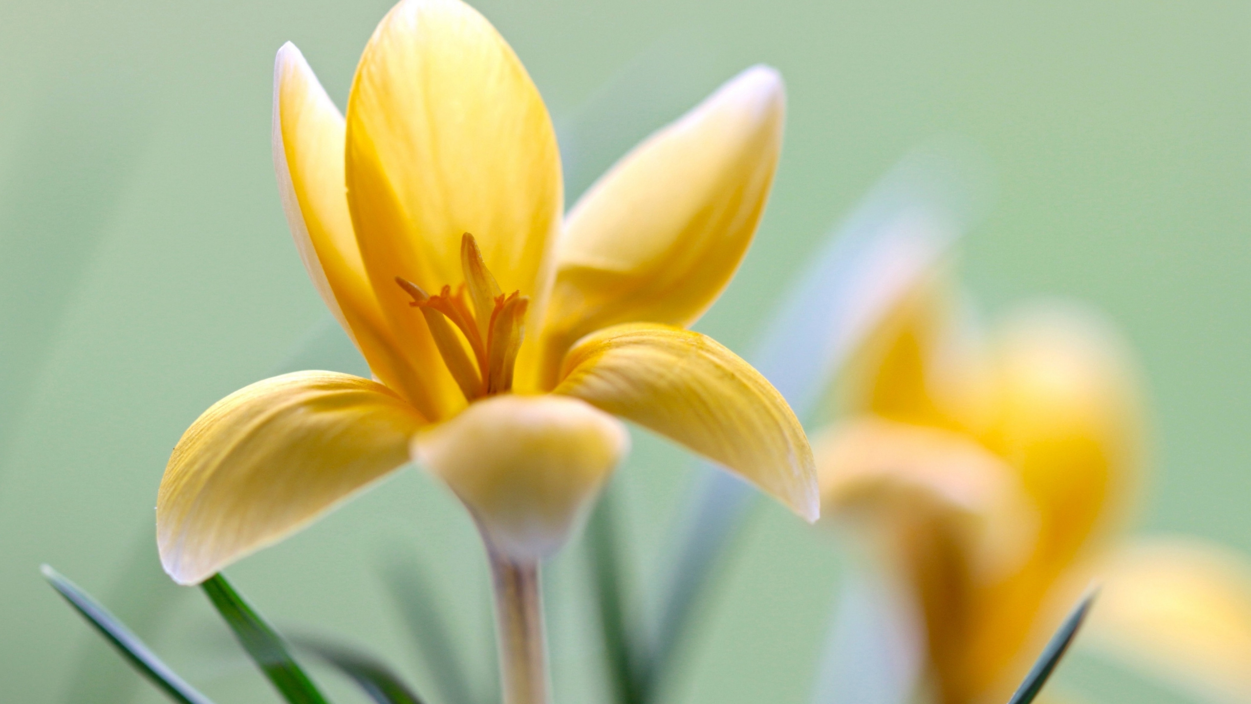 Flora, Flower, Flowering Plant, Plant, Petal. Wallpaper in 2560x1440 Resolution