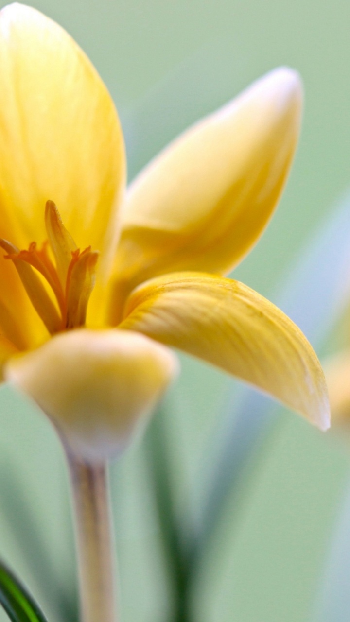 Flora, Flower, Flowering Plant, Plant, Petal. Wallpaper in 720x1280 Resolution