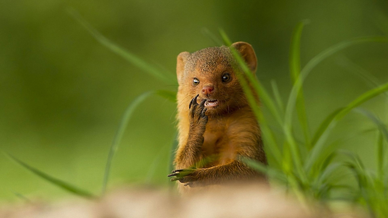 Brown Rodent on Green Grass During Daytime. Wallpaper in 1280x720 Resolution