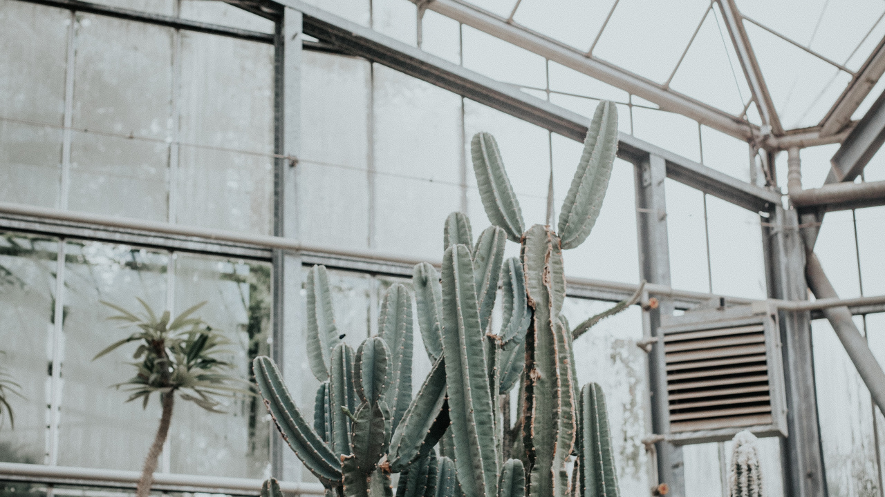 Cactus Plants Inside Greenhouse During Daytime. Wallpaper in 1280x720 Resolution